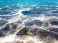 Trachinotus ovatus