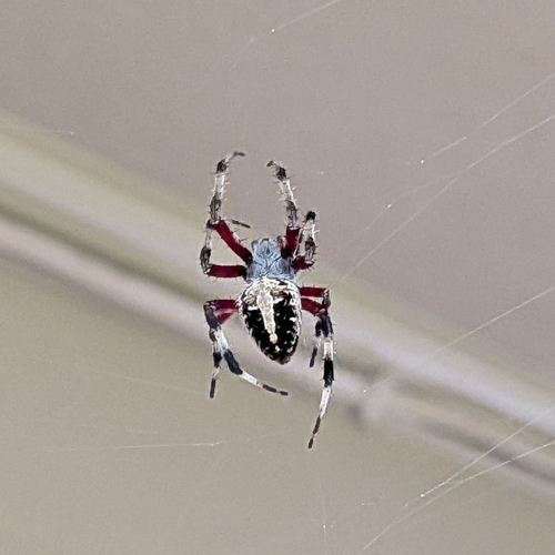 Red-femured Spotted Orbweaver