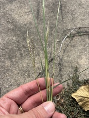 Bothriochloa ischaemum, photograph (c) Sam Kieschnick, some rights reserved (CC BY)
