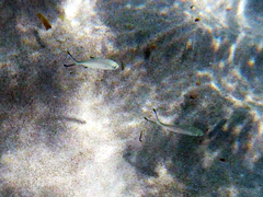 Trachinotus ovatus