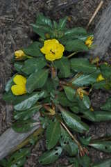 Ludwigia peploides montevidensis