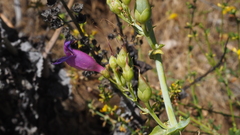 Penstemon spectabilis spectabilis