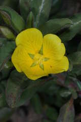 Ludwigia peploides montevidensis