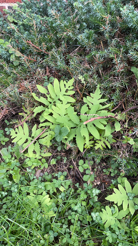 sensitive fern