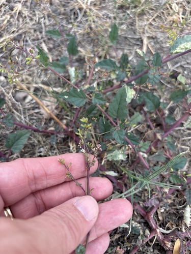 Boerhavia erecta
