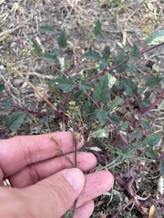 Boerhavia erecta