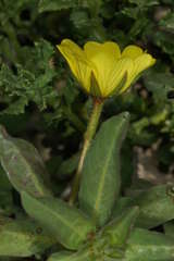 Ludwigia peploides montevidensis