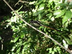 Libellula axilena