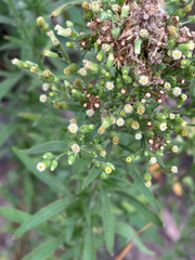 Erigeron sumatrensis, photograph (c) Jose Gutierrez Higa, some rights reserved (CC BY)