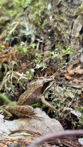 Wood Frog