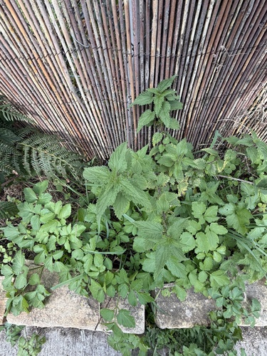 great stinging nettle