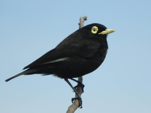 Spectacled Tyrant