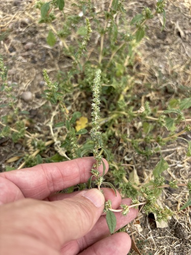 Amaranthus palmeri