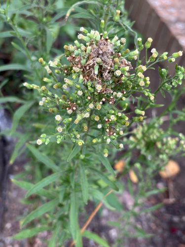 Erigeron sumatrensis, photograph 6