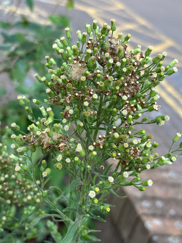 Erigeron sumatrensis, photograph 4