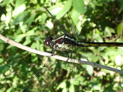 Libellula axilena