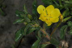 Ludwigia peploides montevidensis