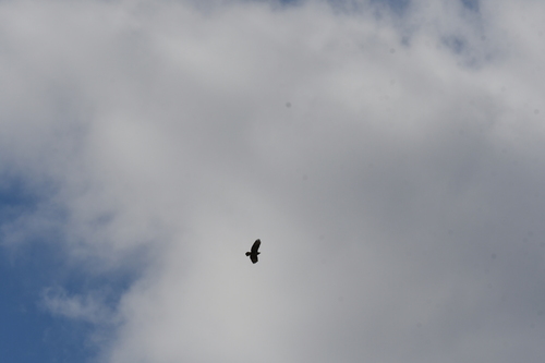 Common Buzzard