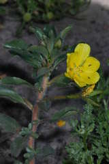 Ludwigia peploides montevidensis