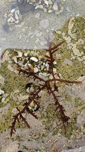 Laurencia subopposita, 2026-09-24