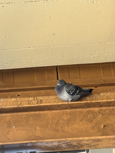 Feral Pigeon