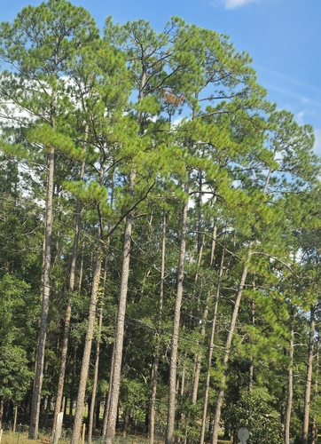 Pinus elliottii