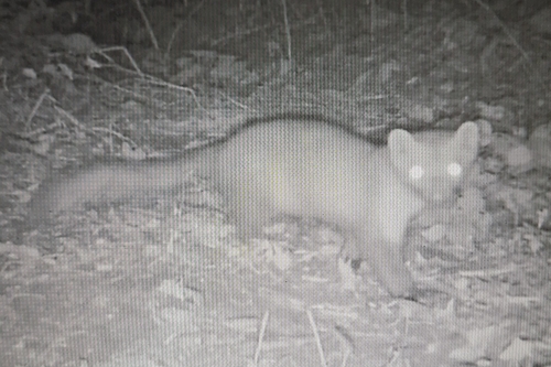 Stone Marten