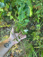 Vincetoxicum nigrum