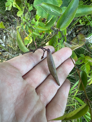 Vincetoxicum nigrum, photograph 2