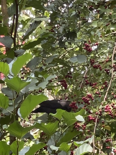 Eurasian Blackbird