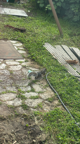 Eastern Gray Squirrel