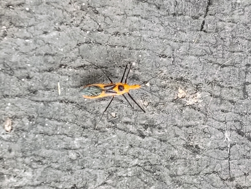 Milkweed Assassin Bug