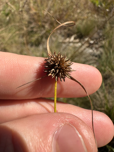 Cyperus lupulinus, photograph 4