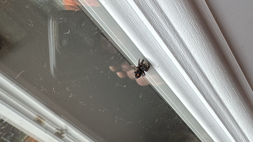 Bold Jumping Spider