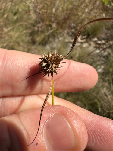 Cyperus lupulinus, photograph 5