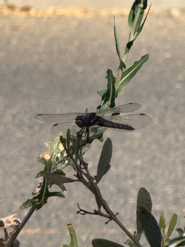 iNaturalist observation photo of Variegated Meadowhawk