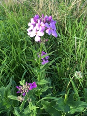 Hesperis matronalis