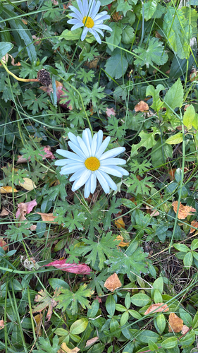 oxeye daisy