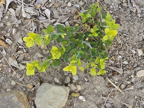 lotebush