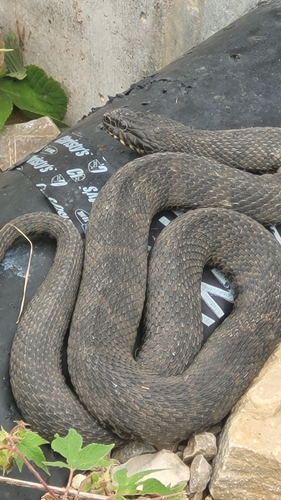 Northern Watersnake