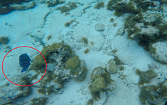 Acanthurus coeruleus