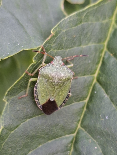 Green Shield Bug