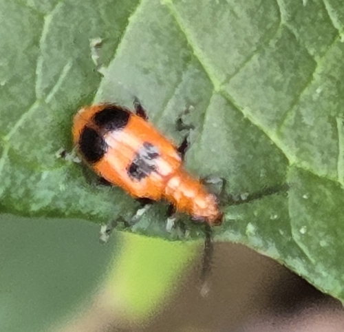 Six-spotted Neolema