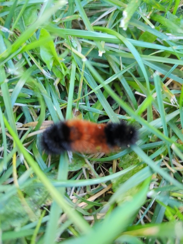 Isabella Tiger Moth