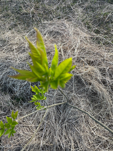 green ash