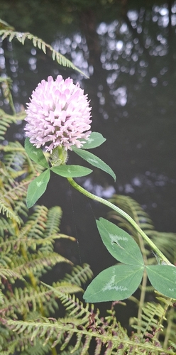 watermint