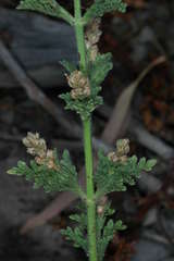 Verbena supina