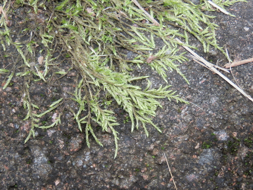 Brachythecium salebrosum observed 2026-09-23