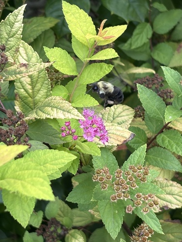Common Eastern Bumble Bee
