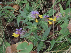Melampyrum nemorosum